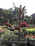 Doi Tung