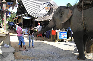 Elephants camp