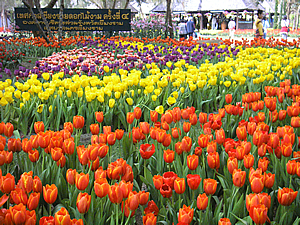 4th Chiang Rai Flowers Festival