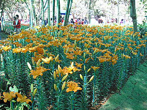 5th Chiang Rai Flowers Festival