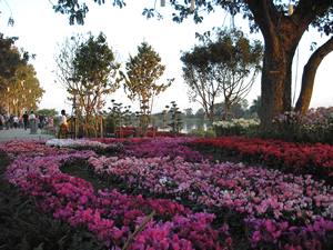 6th Chiang Rai Flowers Festival