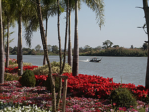 7th Chiang Rai Flowers Festival